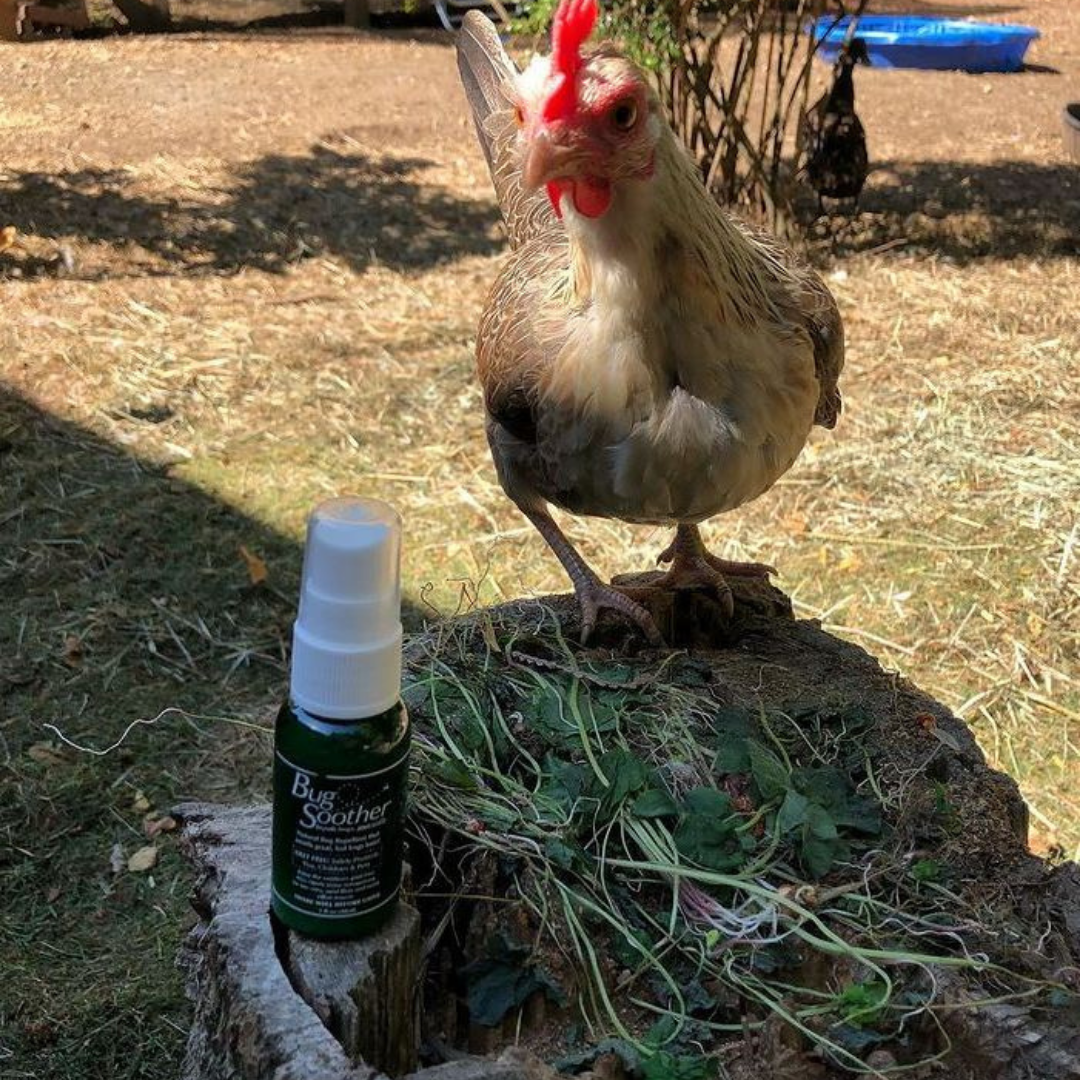 Keeping Your Chickens Gnat-Free