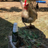 Keeping Your Chickens Gnat-Free